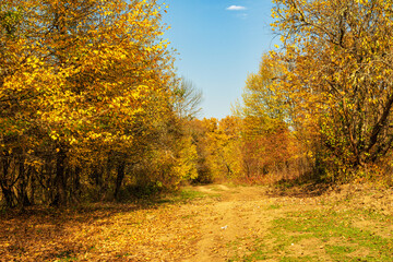 an old dirt road in the autumn forest in the month of October in the afternoon