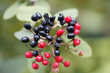 Viburnum lantana, the wayfarer or wayfaring tree, is a species of Viburnum, native to central, southern and western Europe (north to Yorkshire in England), northwest Africa, and southwestern Asia. 