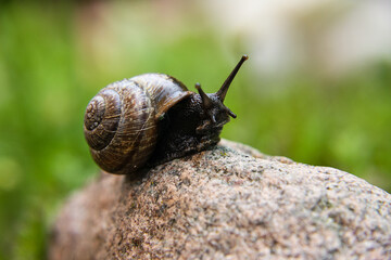 Snail on a stone