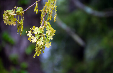 Newly emerging oak tree leaves in Missouri