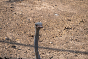 Shiraz, Iran - July 1, 2021:photo of animals in the zoo of Shiraz city