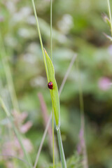 Ladybug resting on a blade of grass against a green background; Ladybird sitting on a green leaf