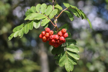 red berries on a branch - ashberry