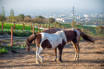 horses in the farm