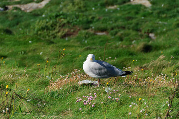 seagulls in the village of Port Isaac in Cornwall in england