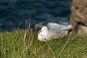 seagulls in the village of Port Isaac in Cornwall in england