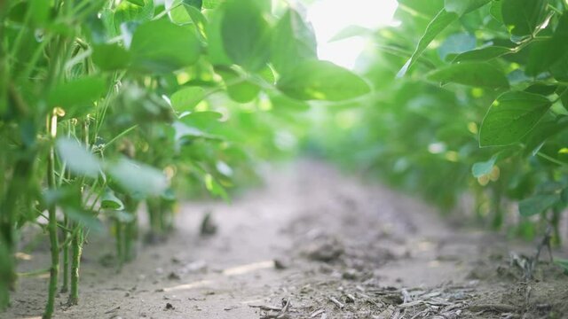 agriculture. soybean plantation a field green bean plant close-up. business agriculture concept. soybean growing vegetables plant care. green field soybean movement. bio agriculture farm