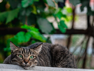 gray cat with green eyes on a background of green foliage