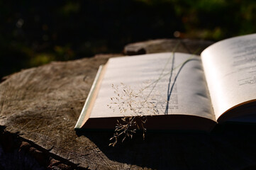 an open book lies on wooden stump in rays of sunlight and bouquet of tender field blades of grass....