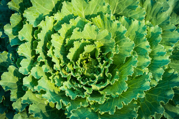 close up plant of a decorative ornamental cabbage with green leaves. top view photo