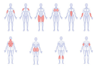 Female anatomy with training body parts figure standing front and back