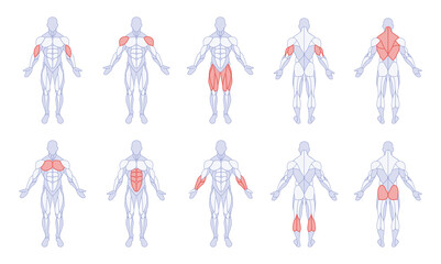 Male anatomy with training body parts figure standing front and back