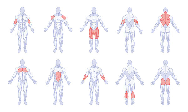 Male anatomy with training body parts figure standing front and back