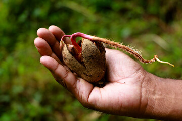 Sprouting seed of a wild tree in the palm of a man..