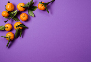 Orange tangerines with green leaves on the violet background, copy space. 