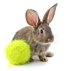 Rabbit and ball of thread.