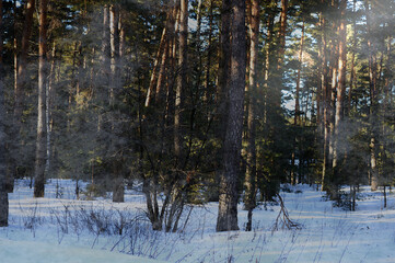 forest in fog and snow. large forest near the road