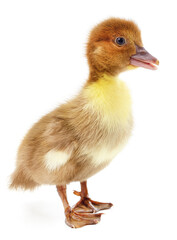 One little duckling.