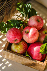 rustic apples from the garden with leaves
