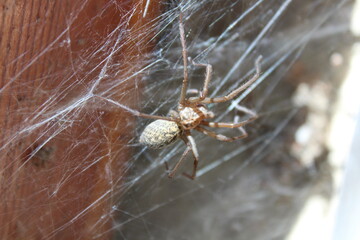 Große Winkelspinne