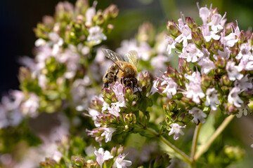 Biene geniesst das Oregano
