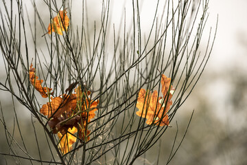 goldene Herbstblätter zwischen Ästen vor hellem Hintergrund