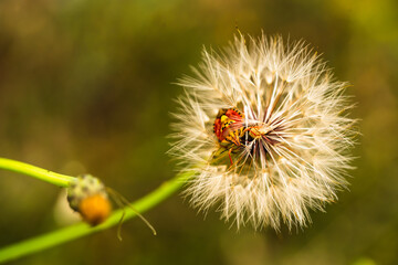 Red vegetable patterned bug on white dandelion
