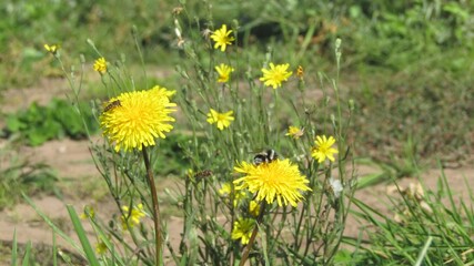 Bees pollinate dandelions at the end of August in the Siberian Region at noon