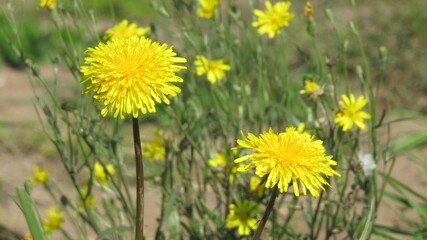 Siberian dandelions in August are still as beautiful as at the end of spring