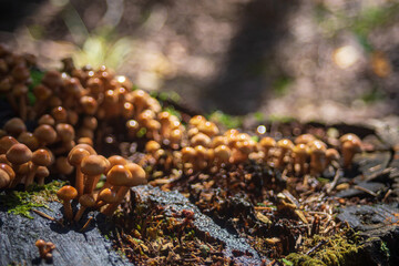 Many small mushrooms grow on a tree stump in the forest. Low point of view in nature landscape. Blurred nature background copy space. Park low focus depth. Ecology environment