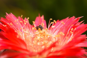 Cactus, which many people like to raise