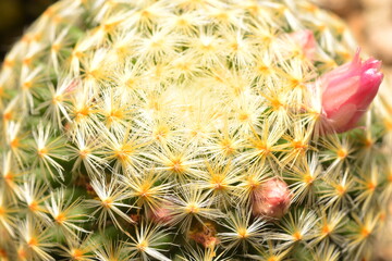 Cactus, which many people like to raise