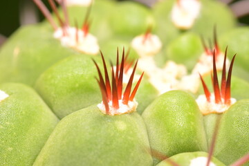 Cactus, which many people like to raise