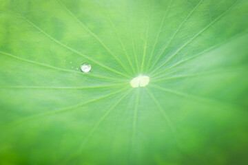 Water drop on lotus leaf on rainy day, green leaf with raindrop, drop of dew in the morning in nature. fresh natural background
