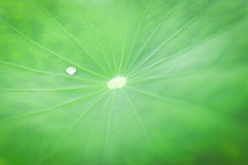 Water drop on lotus leaf on rainy day, green leaf with raindrop, drop of dew in the morning in nature. fresh natural background
