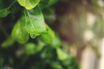Green leaf with water drop, beautiful raindrop on leaf on rainy day, drop of dew in the morning in...