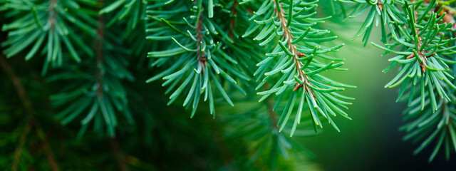 Banner with fir branches, natural background