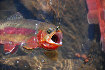 Golden trout with a fly 