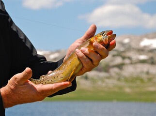 Cutthroat trout caught ton a mountain lake 