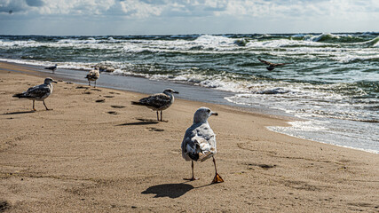 Birds on beach - obrazy, fototapety, plakaty