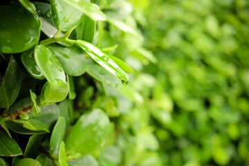 Green leaf with water drop, beautiful raindrop on leaf on rainy day, drop of dew in the morning in nature. fresh natural background