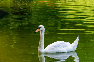 White swan on the lake