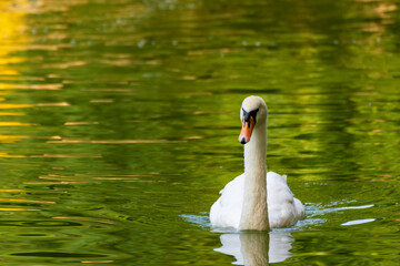White swan on the lake