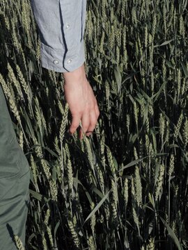 person in the feald holding wheat 