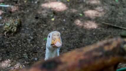 Goose © szcpom