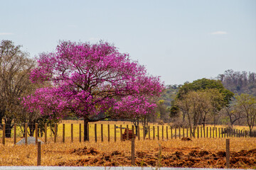 Uma árvore chamada "No-de-Porco", em flor, no pasto de uma fazenda à beira da estrada. (Physocalymma scaberrimum)Uma árvore com flores na cor rosa, muito comum no estado de Goiás, no Brasil..