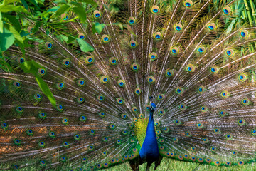 Fototapeta premium Beautiful Peacock with feathers out