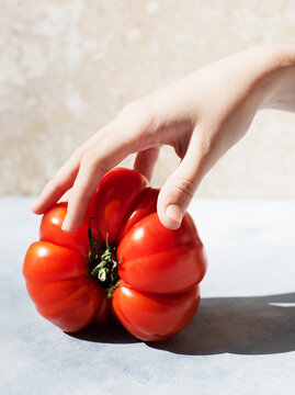 Close-up of hand touching large red tomato