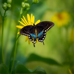 butterfly