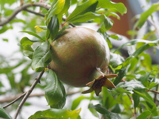 Unripe Pomegranate on the Tree